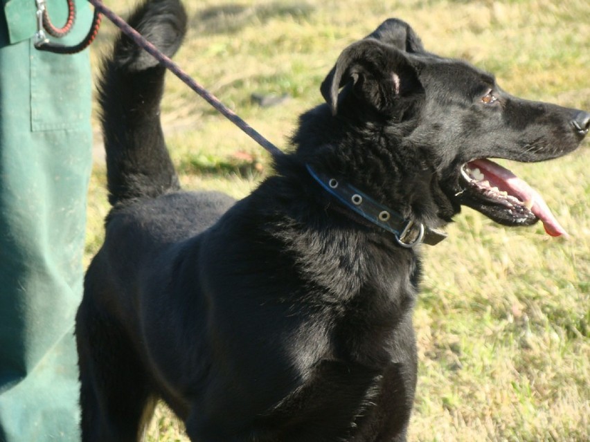 Psy ze schroniska w Bełchatowie wciąż czekają na adopcję. Może któregoś przygarniesz? [ZDJĘCIA]