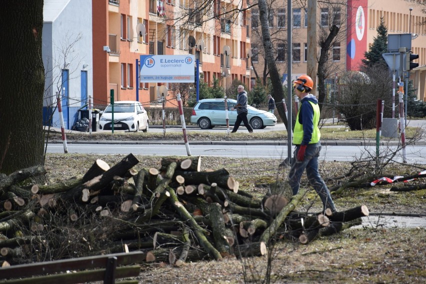 Kontrowersje wokół wycinki w Kędzierzynie. Miasto: nasadzimy 53 drzewa 