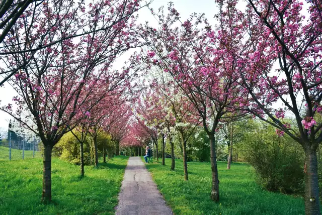 Aleja kwitnących wiśni japońskich ciągnie się kilkadziesiąt metrów przez park na chełmskiej "Górce".