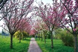 Mała Japonia w Chełmie. Zachwycająca aleja kwitnącej wiśni w chełmskim parku na Górce