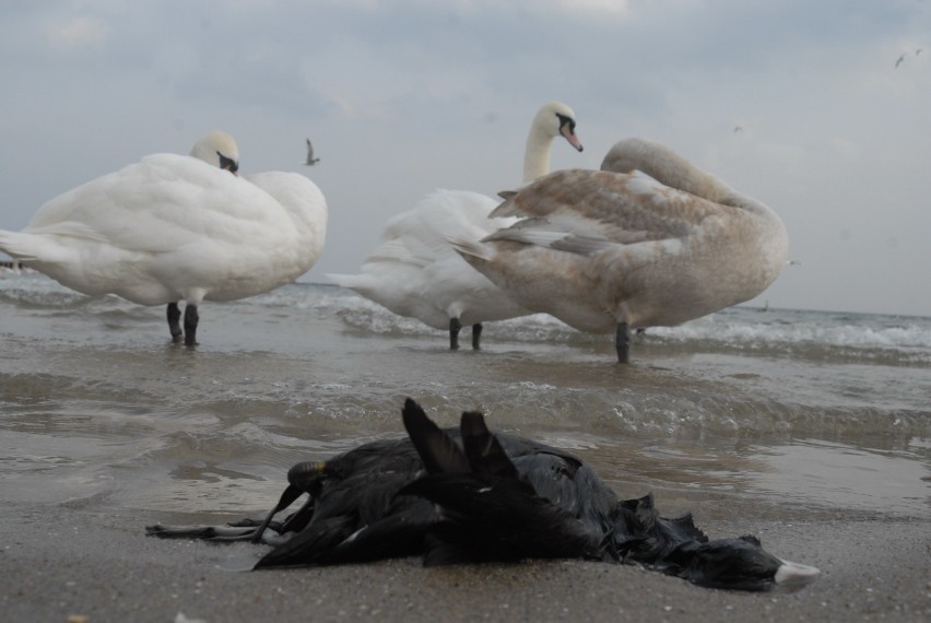 Gdynia: Flesz z przeszłości. 9.03.2008. Ptaki zdychają na plaży. Trują i krzywdzą je ludzie bez wyobraźni