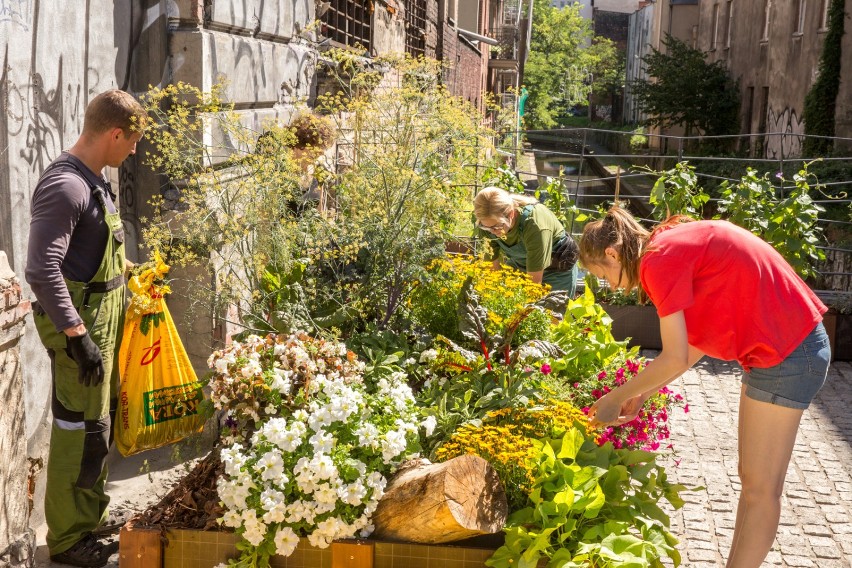 Ogród kieszonkowy przy rynku w Katowicach