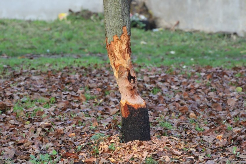 Niektóre drzewa są tak podgryzione, że lada chwila złamią...