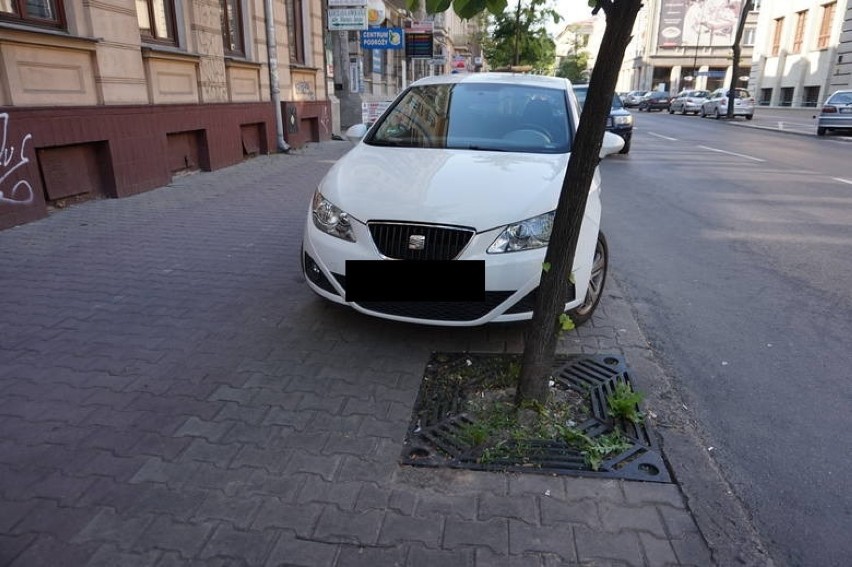 Drzewa w śródmieściu Lublina potrzebują pomocy