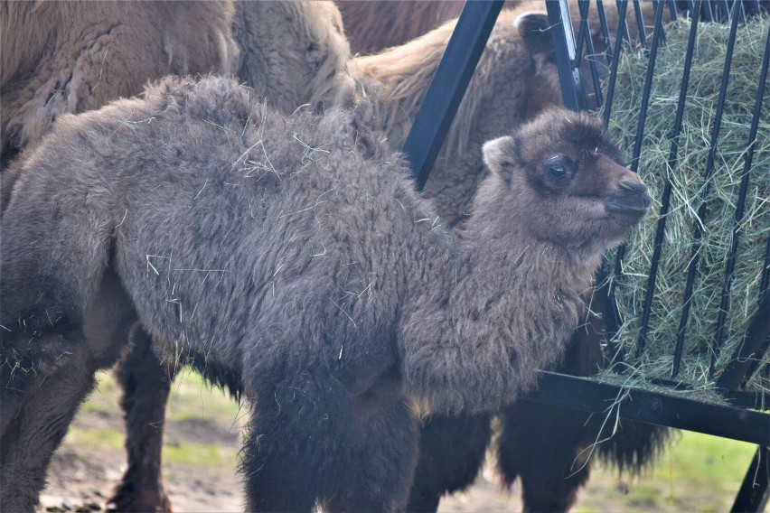 Białe lwiątko i wielbłądzica Zoja, czyli słodziaki z Zoo Safari Borysew. Jak się mają ostatnie nowo narodzone zwierzaki? ZDJĘCIA