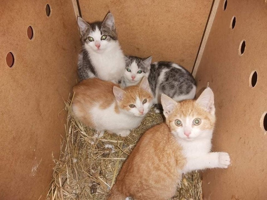 Te koty znaleziono w Barwicach w skrzynce koło śmietnika