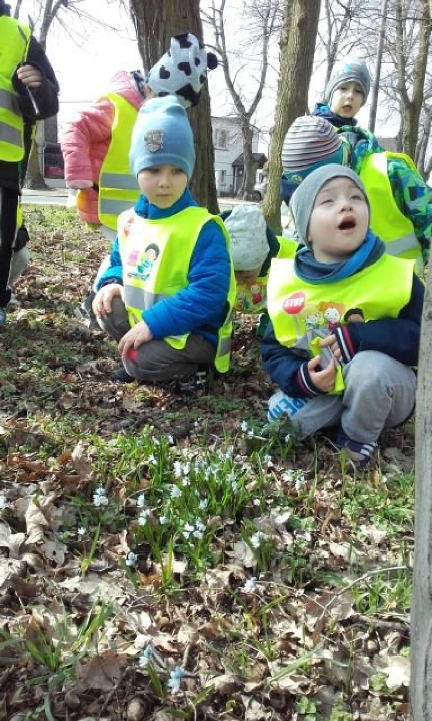 Powitanie wiosny w szkole i przedszkolu w Kokorzynie ZDJĘCIA