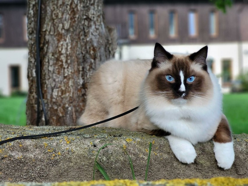 17 lutego obchodzimy Dzień Kota! Zobacz galerię zdjęć kotów z powiatu szamotulskiego. Może to właśnie twój pupil został gwiazdą internetu?