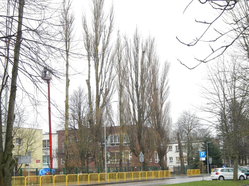 W Ustce przy ulicy Wróblewskiego trwa wycinka drzew topoli [ZDJĘCIA]