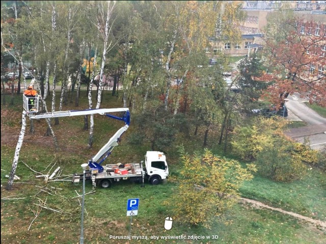 Wycinanie brzóz na Kokoszej Górce, w ich miejsce posadzone zostaną inne drzewami