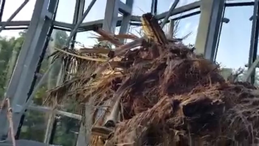 Legendarna palma w Oliwie wygląda na martwą. Urzędnicy: istnieje szansa, że przetrwa