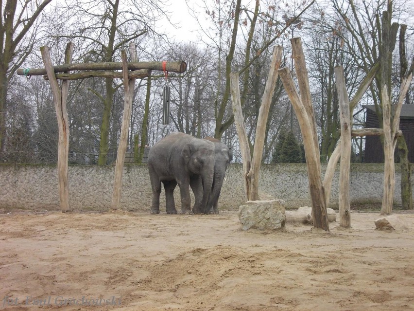 Ferie w płockim zoo. Dzieci poznawały świat słoni