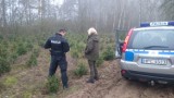 Policjanci z Włocławka wraz ze Strażą Leśną patrolują plantacje choinek