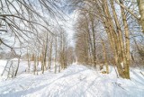 Nowy Sącz. Park Nawojowski czy nowe bloki? Fundacja Nowe Kierunki zbiera podpisy pod petycją [ZDJĘCIA]