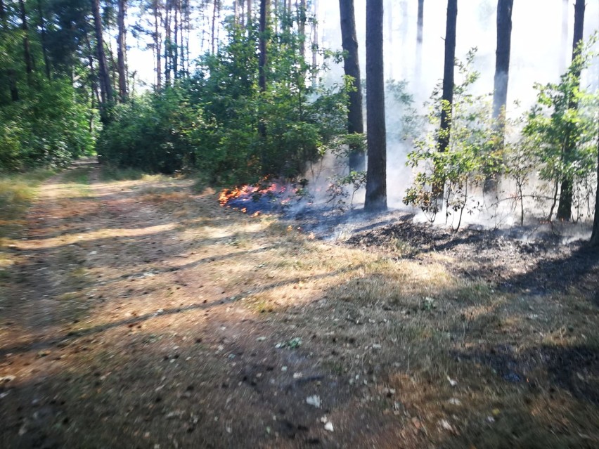 Powiat chodzieski: Patrol wodny wypatrzył pożar w lesie koło Klotyldzina