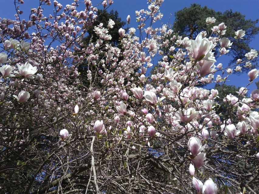 Jednymi z najciekawszych roślin w arboretum są magnolie,...