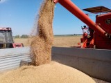 Dopłaty do innych zbóż i rzepaku to jedna z 11 propozycji działań na rynku przedstawionych podczas Okrągłego Stołu Rolniczego