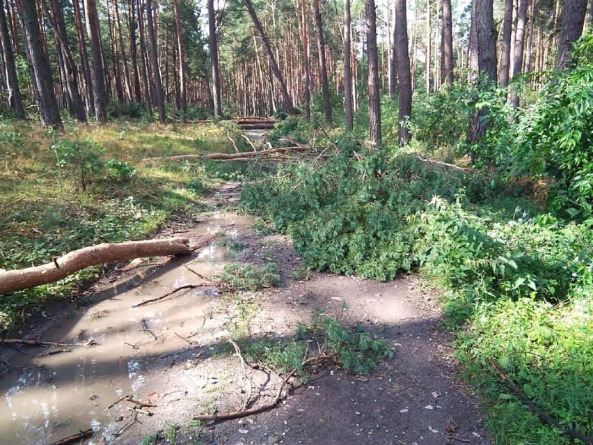 Skutki burzy nad Tomaszowem i powiatem. Powalone konary drzew i zerwana linia energetyczna 