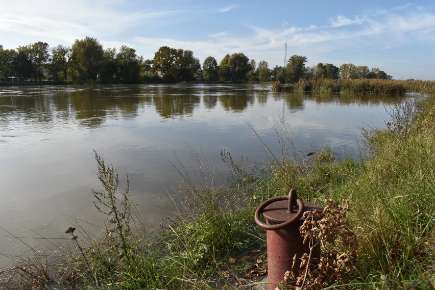 Odra w Krośnie Odrzańskim i Połęcku sięga coraz wyżej....