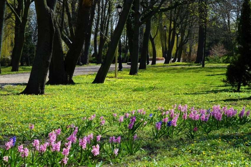 Wirtualny spacer po łęczyckim parku [ZDJĘCIA]  