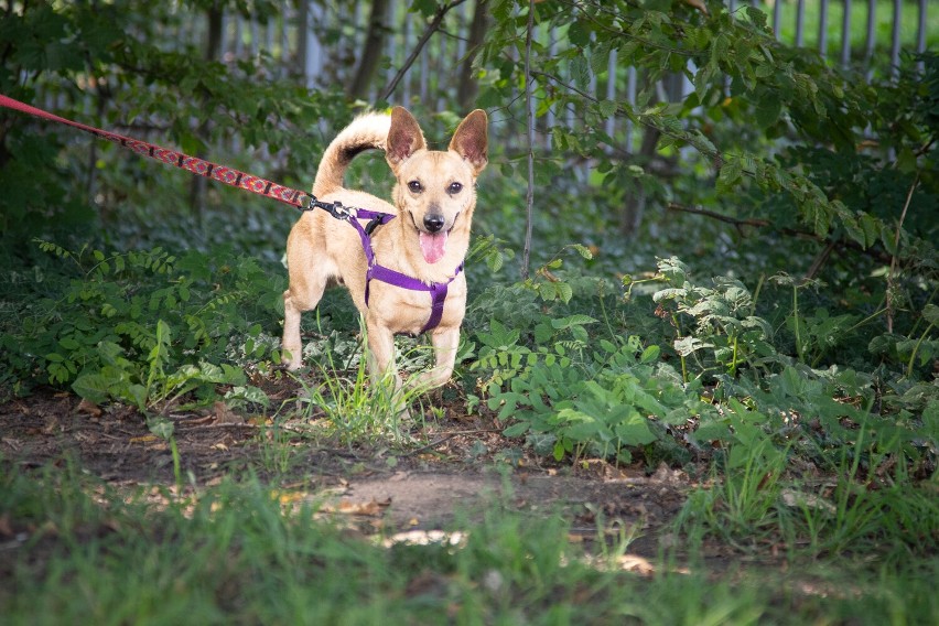 Czermińskie przytulisko szuka wolontariuszy, którzy pomogą w wyprowadzaniu psów na spacery
