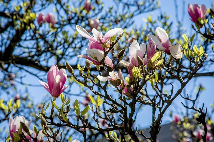 Cud natury. Zakwitła najstarsza magnolia w Wałbrzychu (ZDJĘCIA)