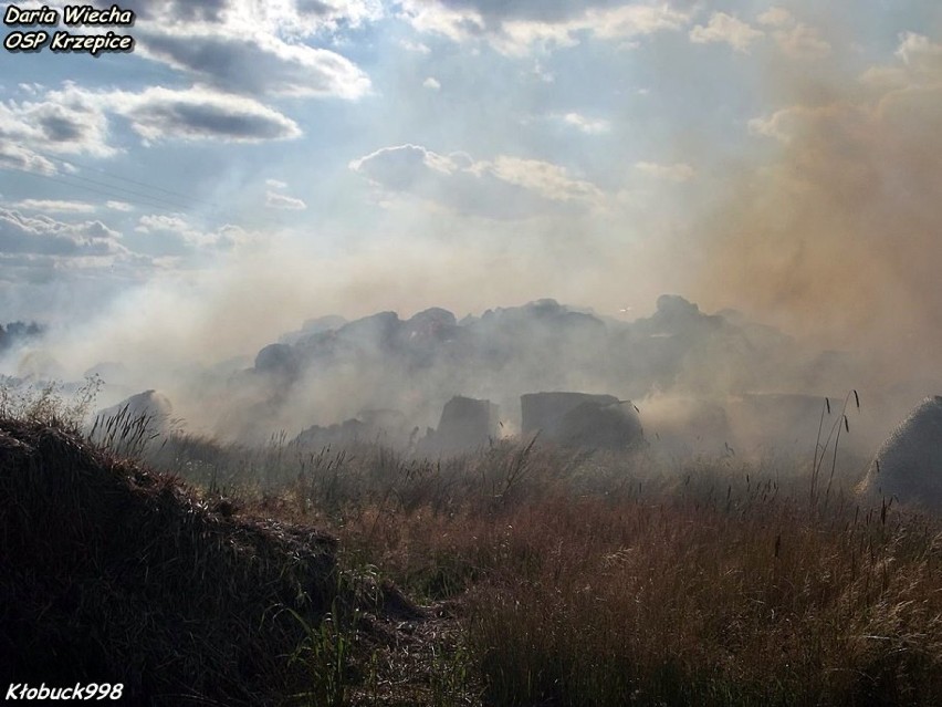 Pożar na polu w Krzepicach. To było podpalenie [FOTO]