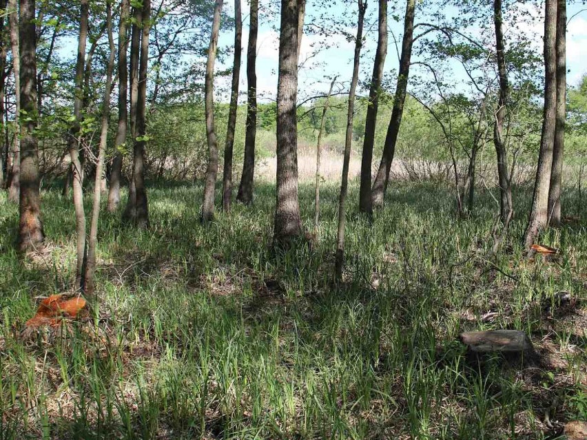 Kradzież drzewa w powiecie radziejowskim. Straty oszacowano na ponad 1100 złotych [zdjęcia]