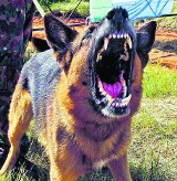 Wyry: Szczepienie psów przeciw wściekliźnie
