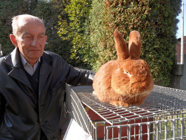 Jan Pilorz, najstarszy członek stowarzyszenia hodowców i jego królik, nowozelandzki czerwony, zwycięzca rasy.