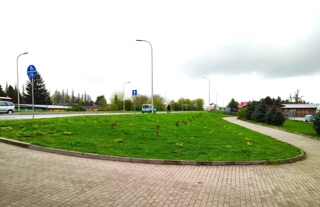 „Rośliny zostały posadzone jako nasadzenia zastępcze za wycinkę 41 drzew spowodowaną koniecznością przebudowy ulicy Szczebrzeskiej” – czytamy w komunikacie nadesłanym z zamojskiego UM.