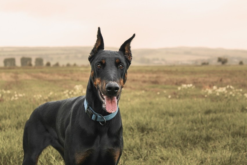 Doberman pinczer pochodzi z Niemiec. Dobermany są posłuszne,...