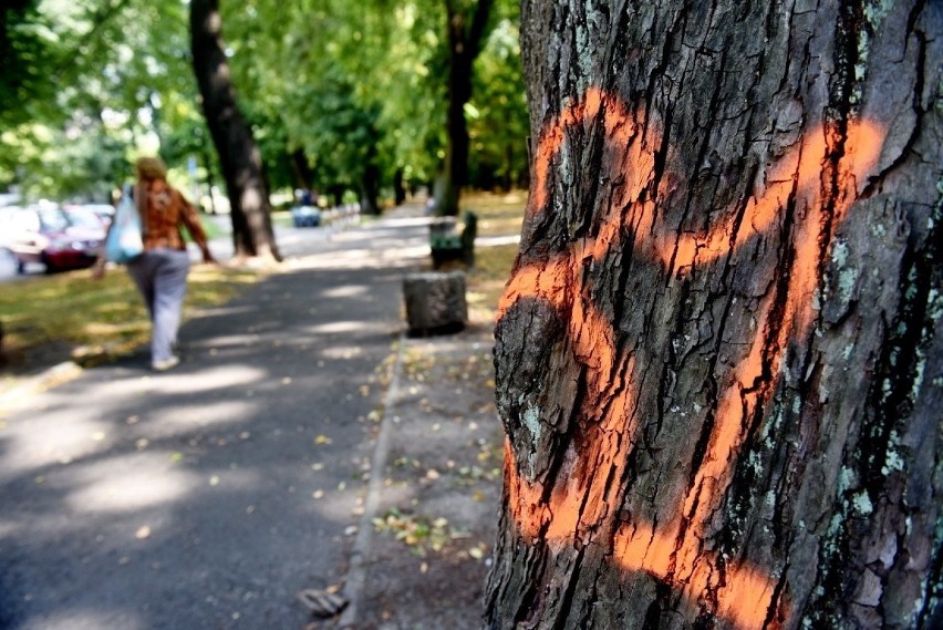 Zielona Góra. Sierpień 2019. Czy kilkadziesiąt drzew w parku...