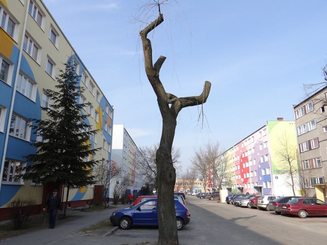Zdjęcia nr 1 i 2 -- drzewa rosną przy ul. Trzcińskiej, zdjęcie nr 3 -- drzewo przy ul. Kopernika