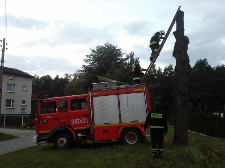 Świerczyniec: Wystraszony kot i akcja strażaków [ZDJĘCIA]