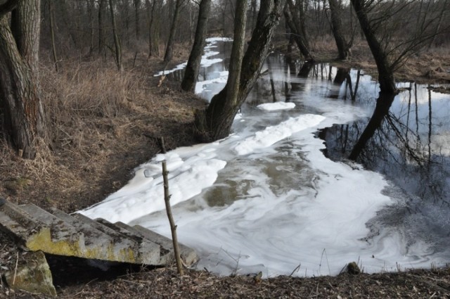 Od kilku dni z oczyszczalni ścieków do rzeki Zagożdżonki wlewają się hektolitry białej substancji o konsystencji piany.