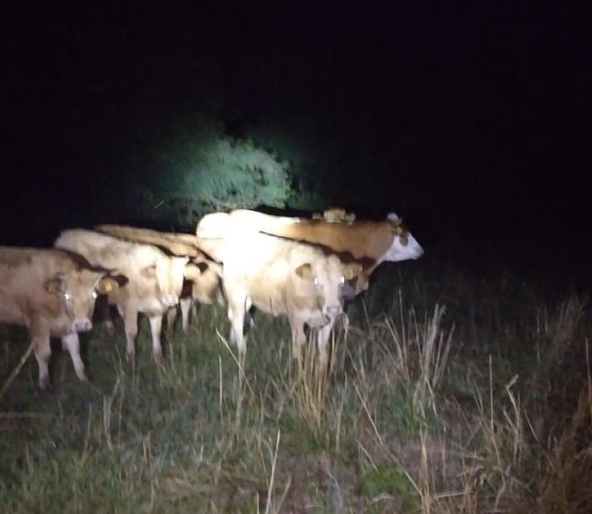 Gmina Sieraków. Wilk zaatakował krowę w Kłosowicach. Mamy nowe informacje [FOTO]