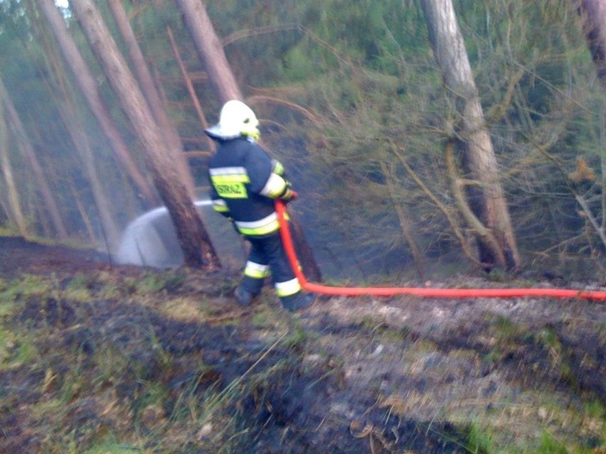 Kolejny pożar lasu w Stegnie - zobacz zdjęcia