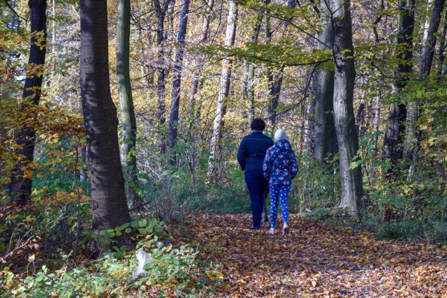 Wycieczka do lasu to dobry i zdrowy to w tym roku sposób na świętowanie rocznicy odzyskania przez Polskę niepodległości.