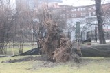Wichura Gliwice. Silny wiatr nie oszczędził drzew m.in. w Parku Chopina