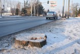 W Rybniku ścięto blisko 1000 drzew budując drogi rowerowe [ZDJĘCIA]