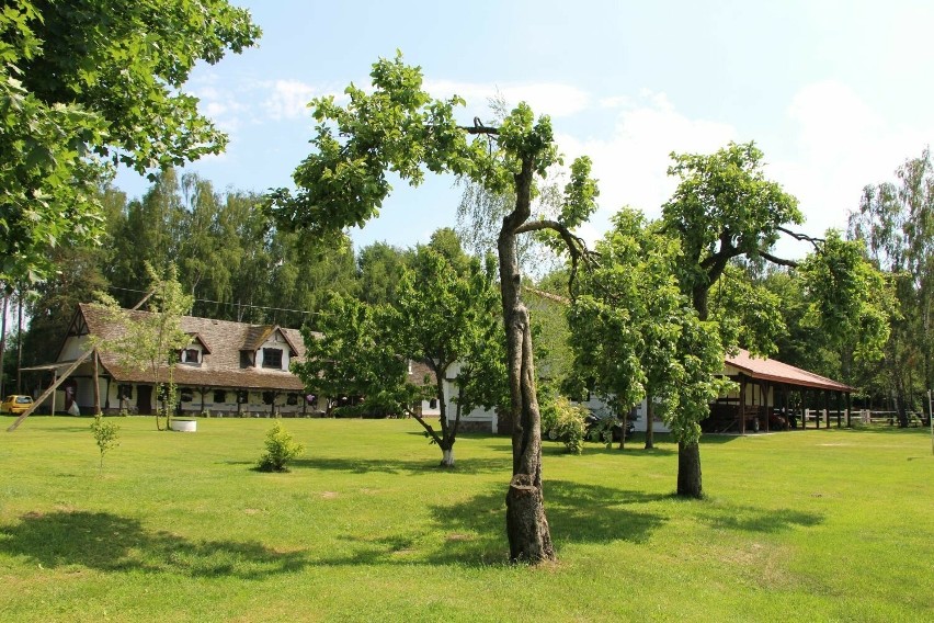 W jednym miejscu można podglądać życie wielu par bocianów.