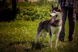 Bodi w typie husky szuka aktywnego właściciela. Psiak przebywa aktualnie w ostrowskim schronisku dla zwierząt