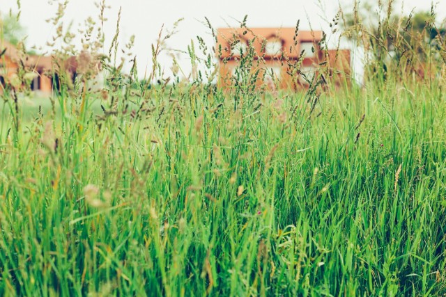 Problem alergii na trawy nasila fakt, że w Polsce występuje kilkaset gatunków traw, które spotyka się zarówno na terenach wiejskich, jak i w miastach.