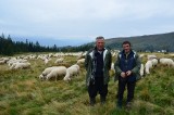 Jak ukraiński baca pasie beskidzką owcę