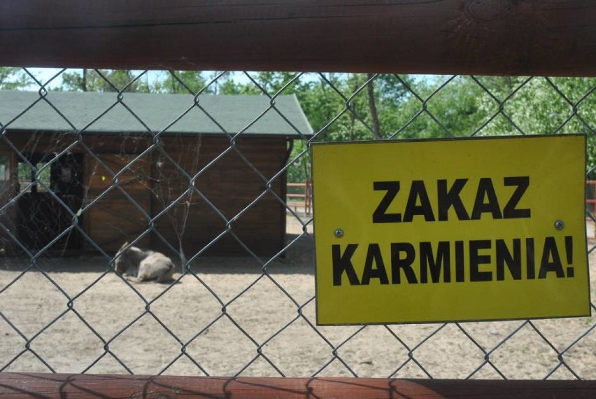 W leszczyńskim Mini Zoo z powodu dokarmiania przez ludzi...