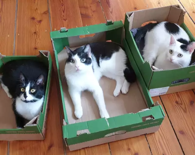 Każdy kot lubi karton. Jak to wyjaśnić? Zobacz więcej zdjęć pięknych kotów zielonogórzan >>>