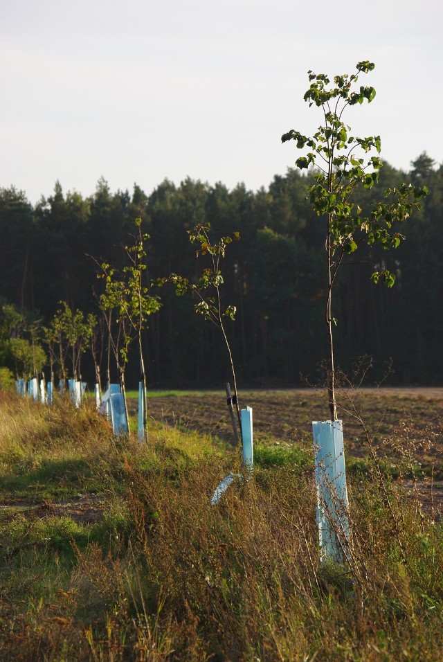 Tak wyglądają sadzonki przy alejach w rejonie Legnickiego Pola