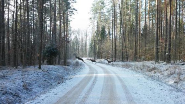 Liczenie zwierząt w Nadleśnictwie Olsztyn