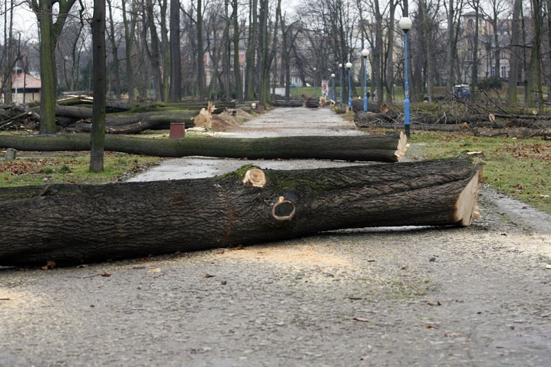Legnica: Wycinka drzew w parku(ZDJĘCIA)